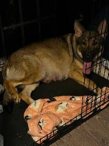 ❤️ Magnifique Chiot Berger Allemand ❤️ - Photo 6