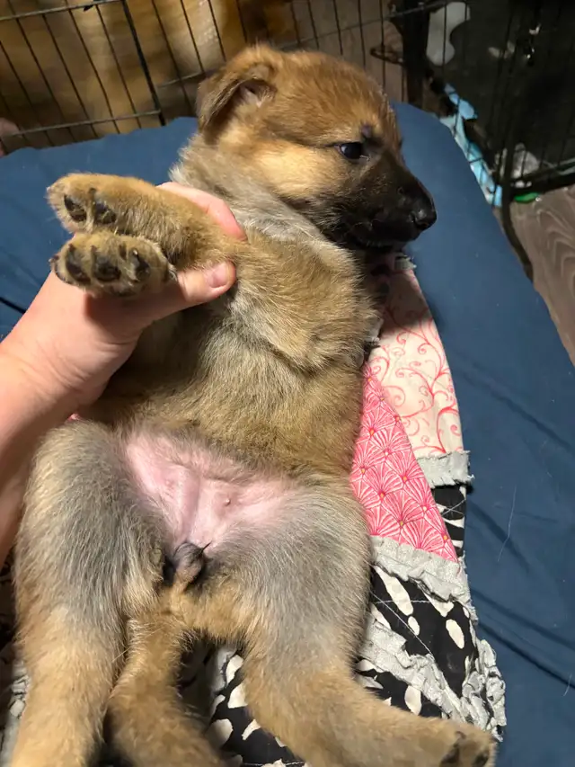 ❤️ Magnifique Chiot Berger Allemand ❤️ - Photo 7
