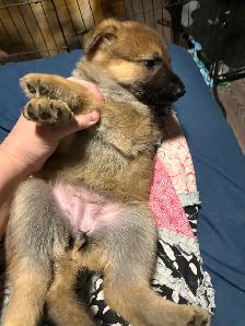 ❤️ Magnifique Chiot Berger Allemand ❤️ - Photo 7
