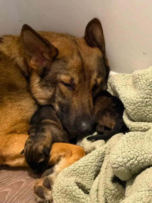❤️ Magnifique Chiot Berger Allemand ❤️ - Photo 8