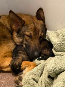 ❤️ Magnifique Chiot Berger Allemand ❤️ - Photo 8