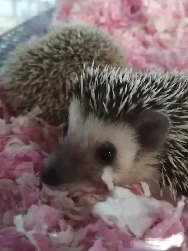 baby hedgehogs