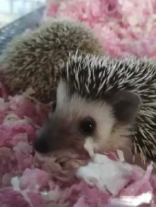baby hedgehogs