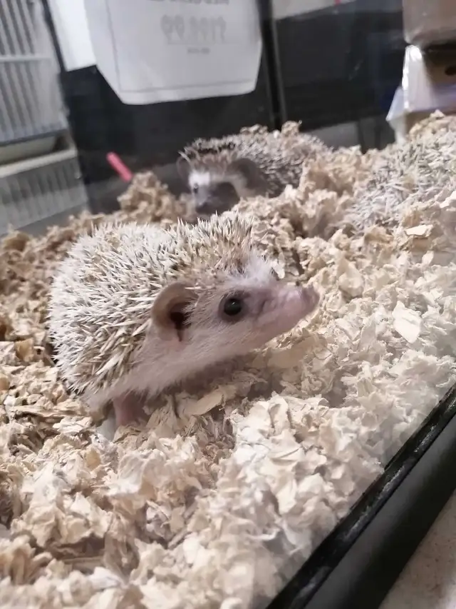 baby hedgehogs - Photo 2