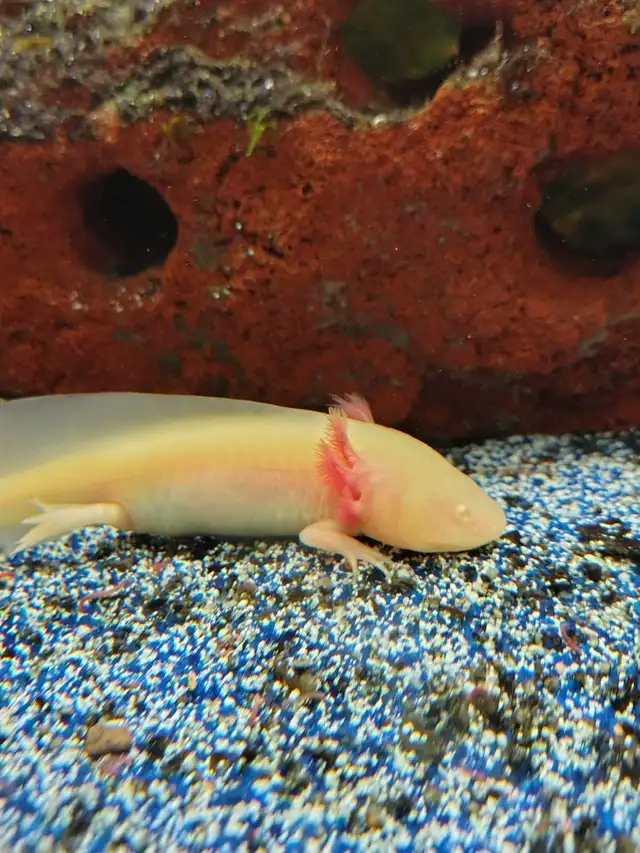baby axolotls