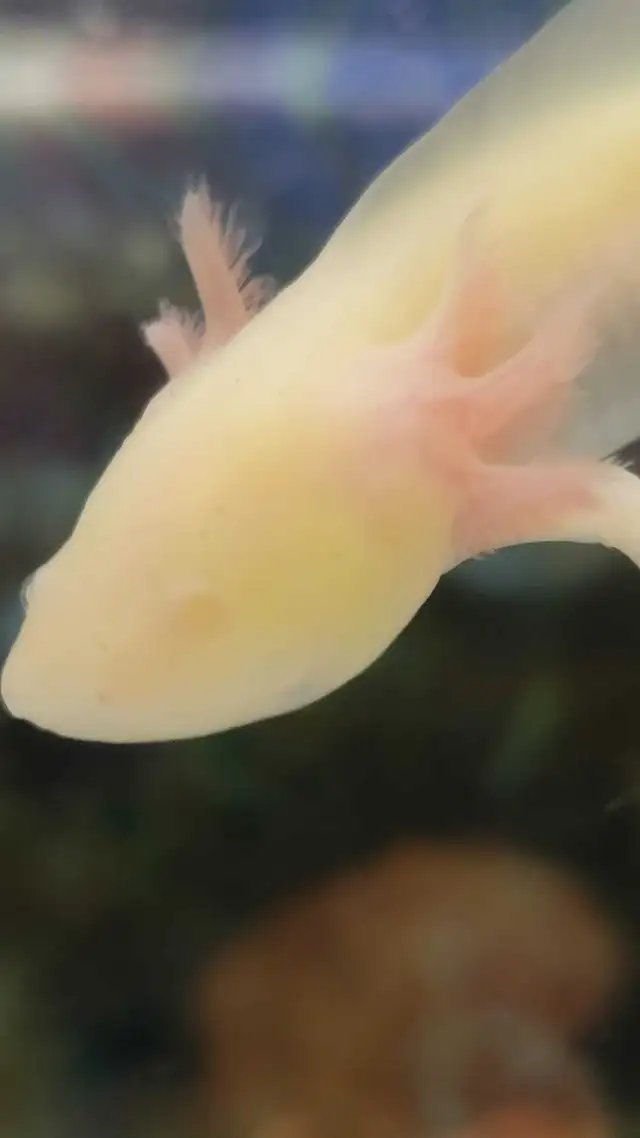 baby axolotls - Photo 3