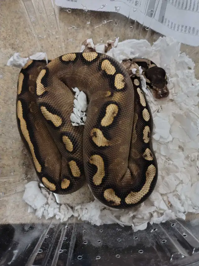 ball python
