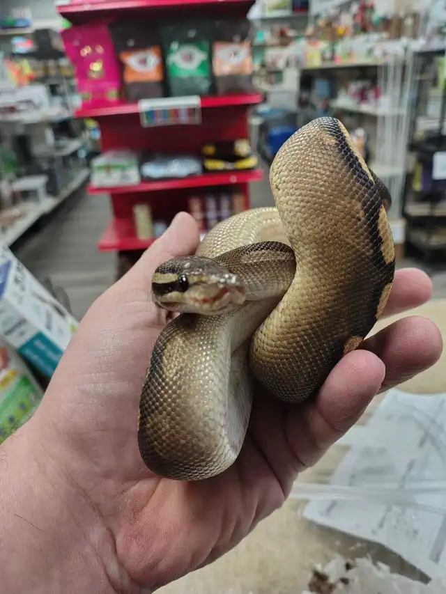 ball python - Photo 2