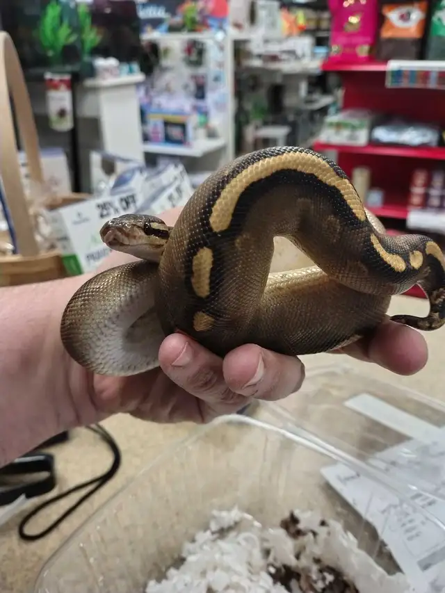 ball python - Photo 3