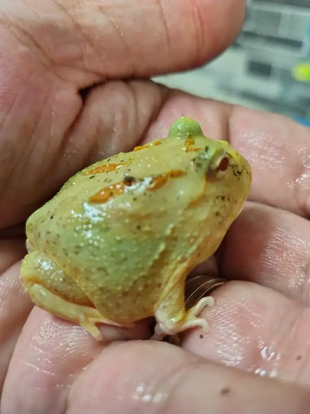 Pikachu Pac-Man frog - Photo 2