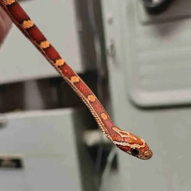 baby corn snake