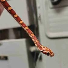 baby corn snake
