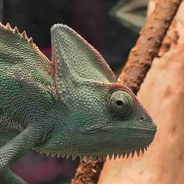 baby veiled chameleon