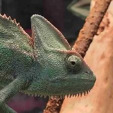 baby veiled chameleon
