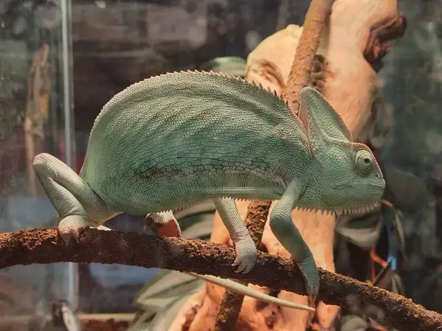 baby veiled chameleon - Photo 2