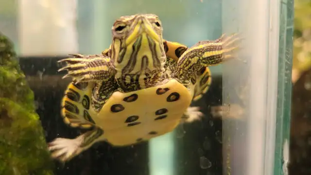 baby yellow belly cooter turtles