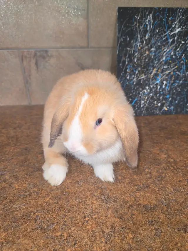 Mini Lop Bunnies