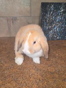 Mini Lop Bunnies
