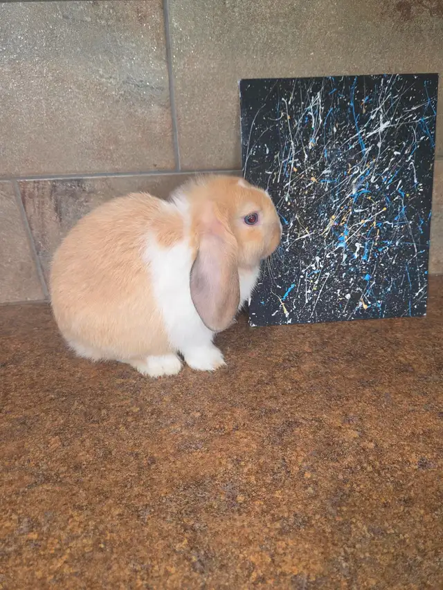 Mini Lop Bunnies - Photo 2