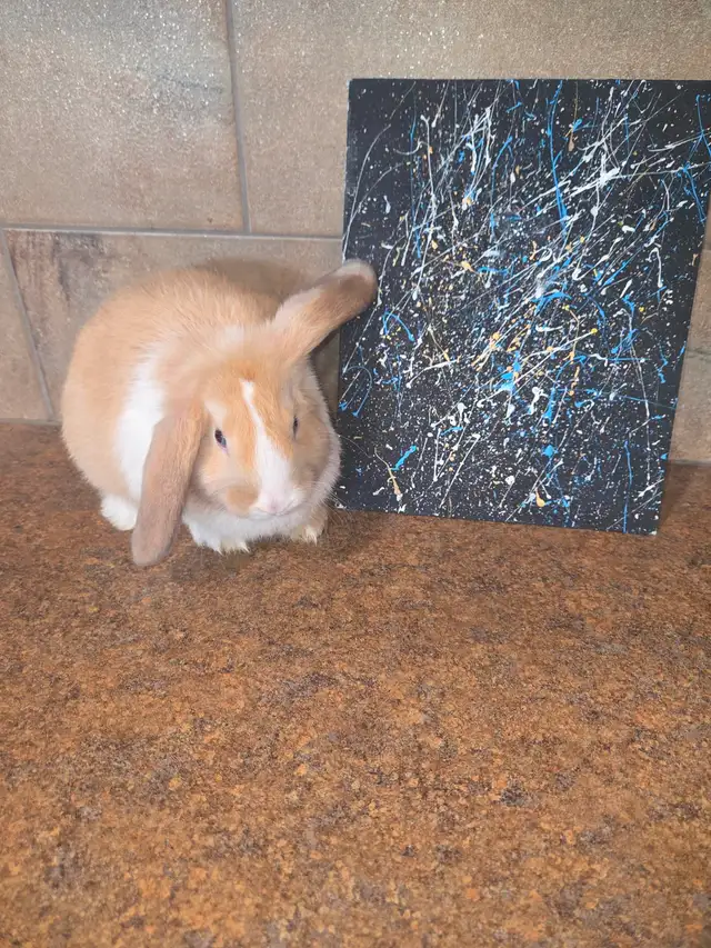 Mini Lop Bunnies - Photo 3