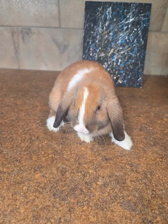 Mini Lop Bunnies - Photo 4