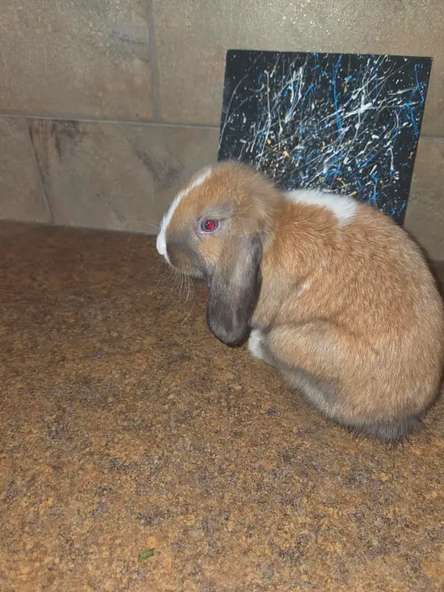 Mini Lop Bunnies - Photo 5