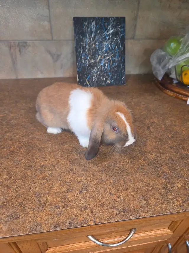 Mini Lop Bunnies - Photo 6