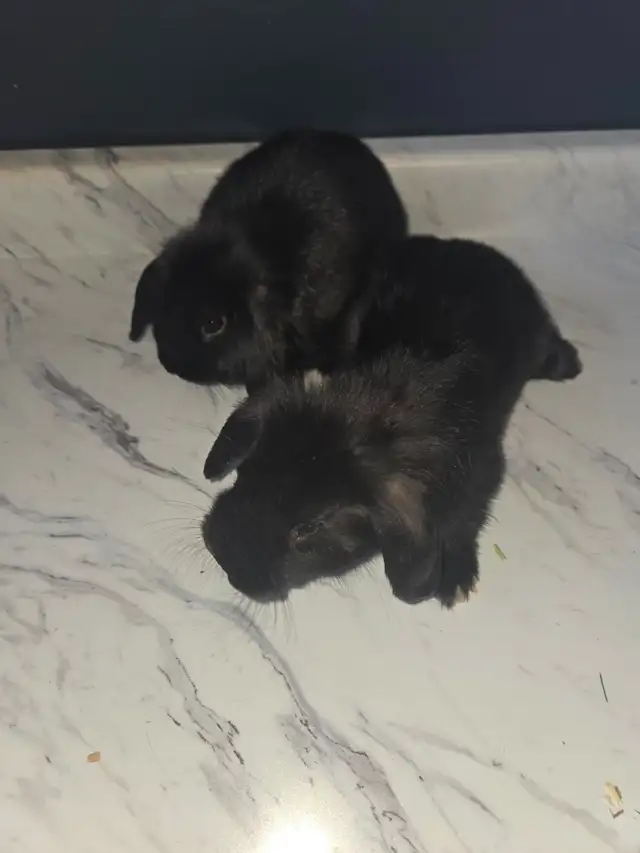 Mini Lop Bunnies - Photo 7