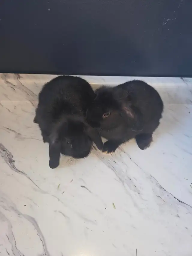 Mini Lop Bunnies - Photo 8