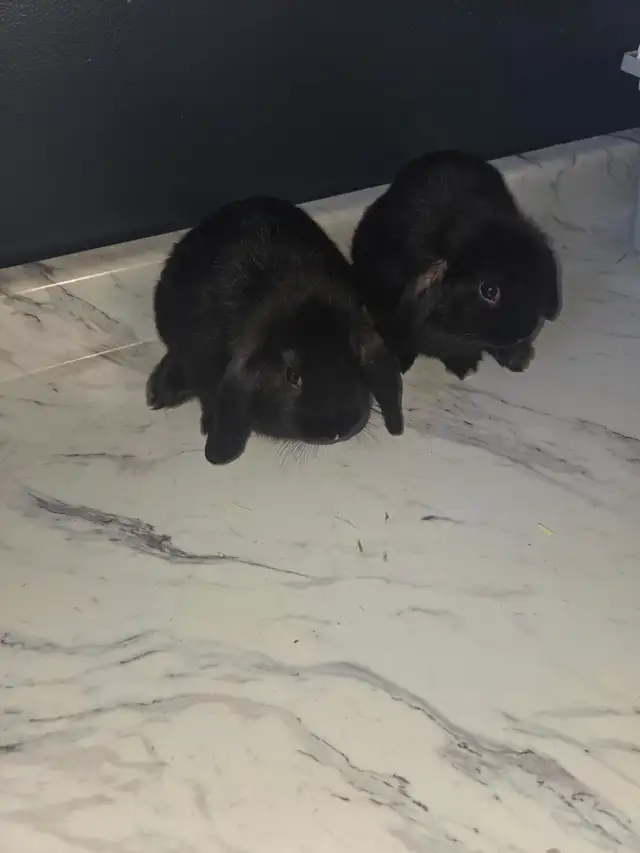 Mini Lop Bunnies - Photo 9