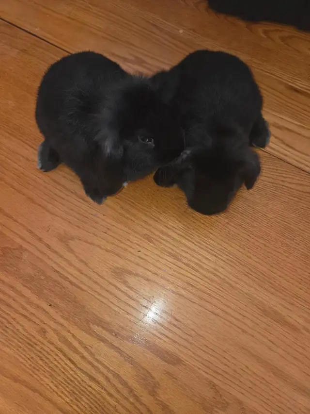 Mini Lop Bunnies - Photo 10