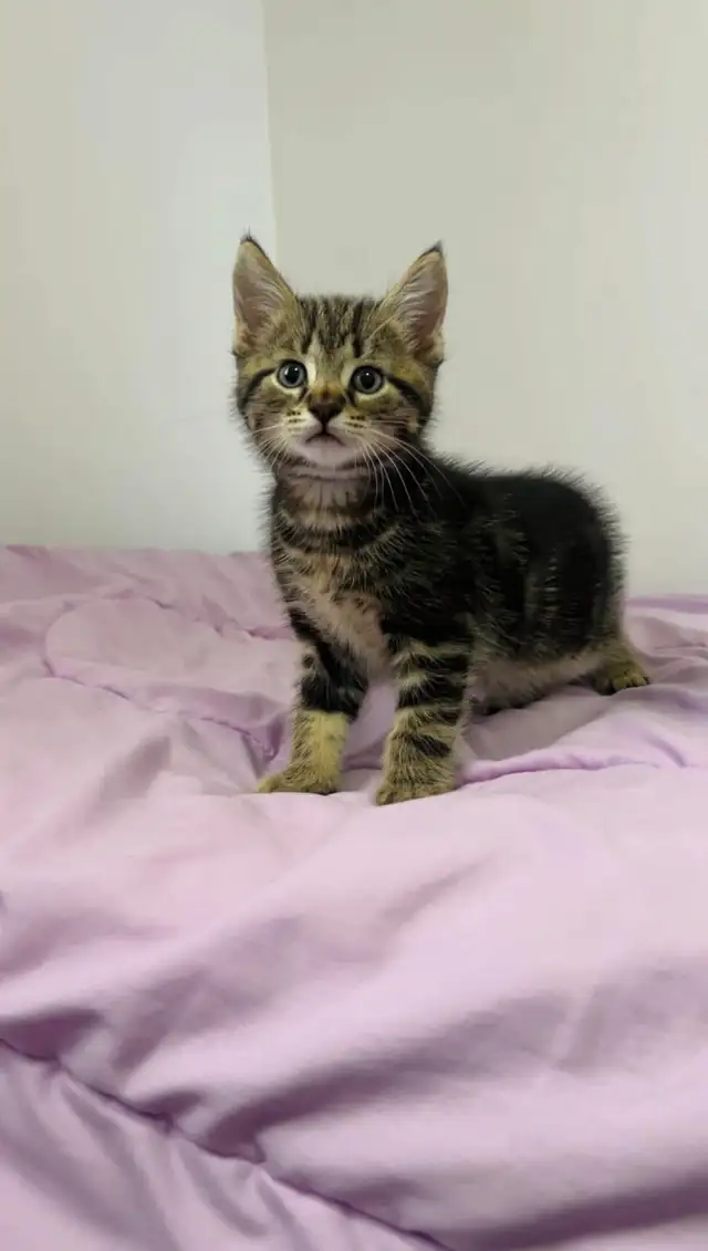 beautiful male kitten ready to go