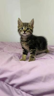 beautiful male kitten ready to go