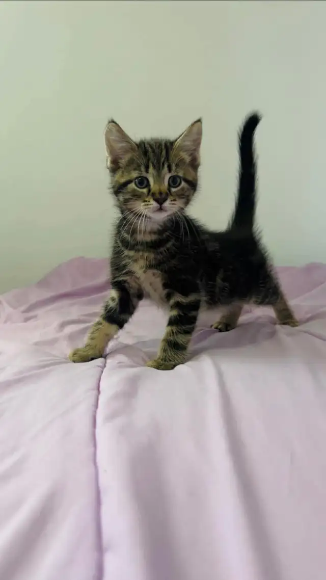 beautiful male kitten ready to go - Photo 2