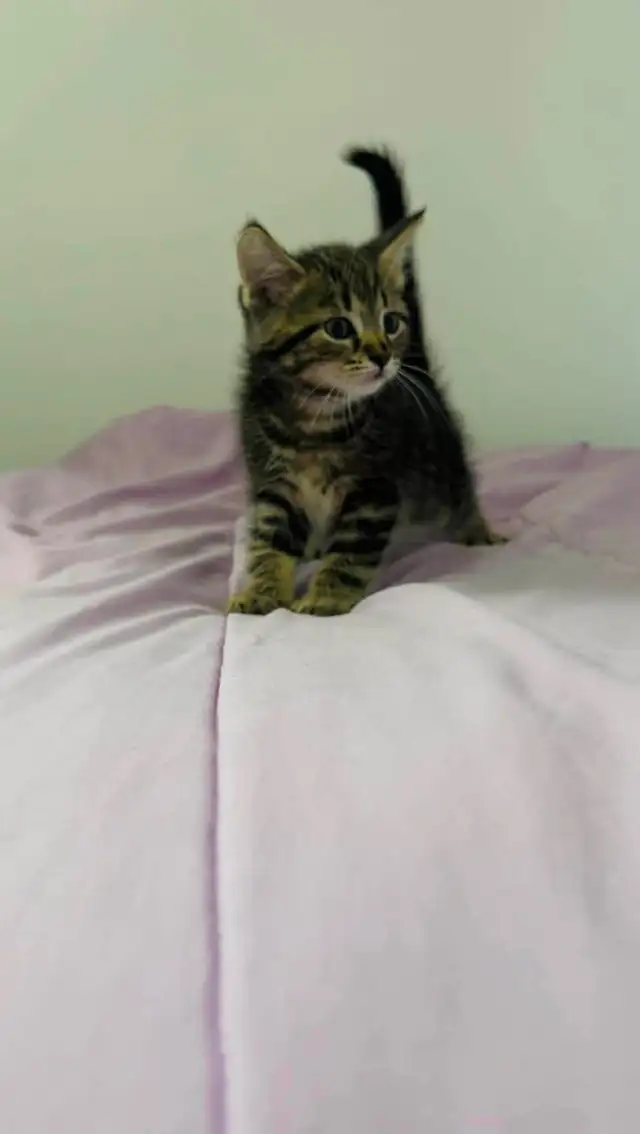 beautiful male kitten ready to go - Photo 4
