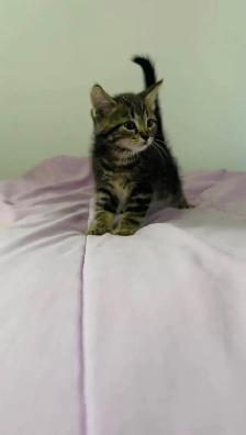 beautiful male kitten ready to go - Photo 4