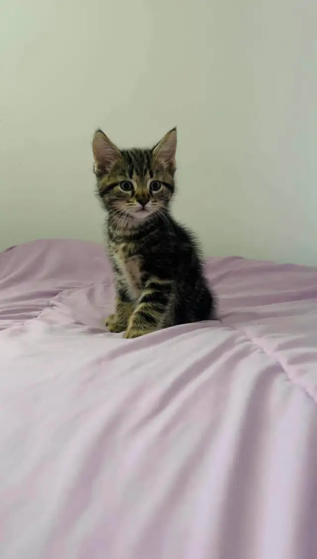beautiful male kitten ready to go - Photo 6
