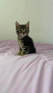 beautiful male kitten ready to go - Photo 6