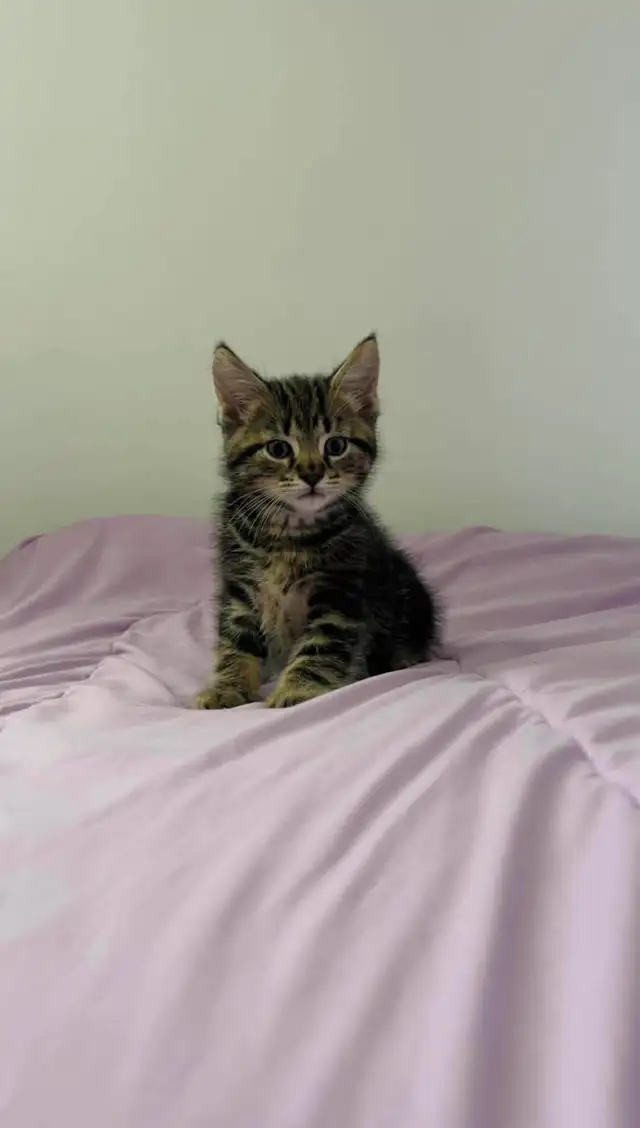 beautiful male kitten ready to go - Photo 7