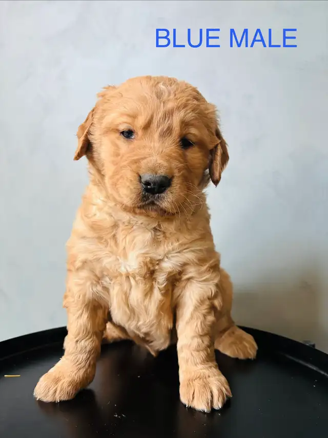 GOLDEN RETRIEVER