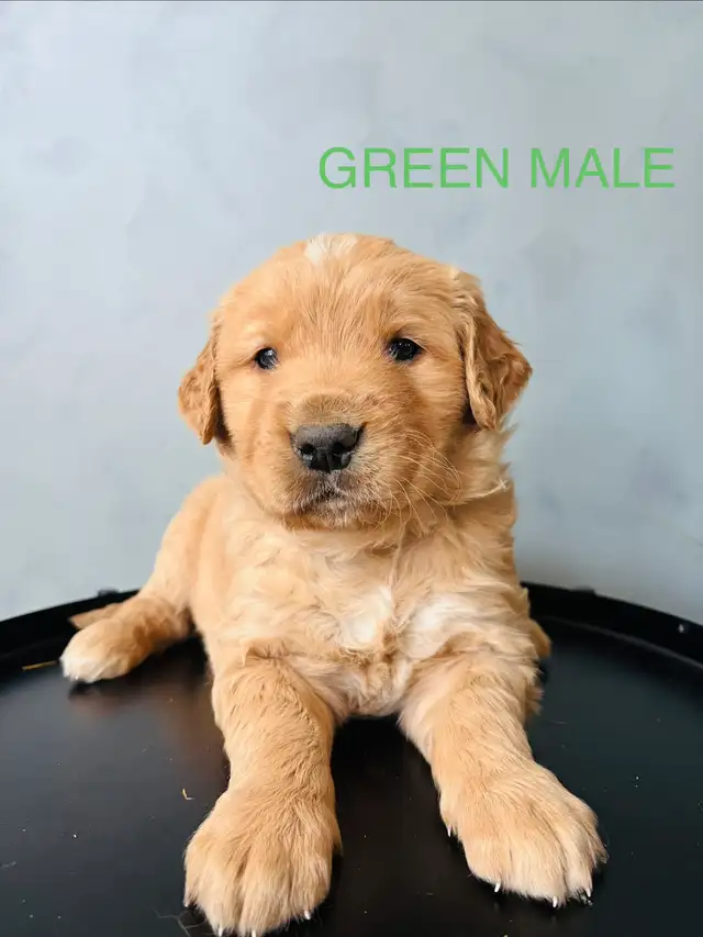 GOLDEN RETRIEVER - Photo 2