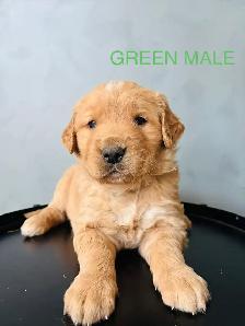 GOLDEN RETRIEVER - Photo 2