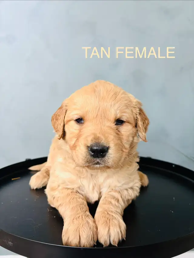 GOLDEN RETRIEVER - Photo 3