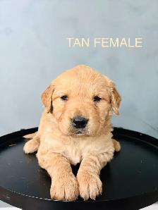 GOLDEN RETRIEVER - Photo 3