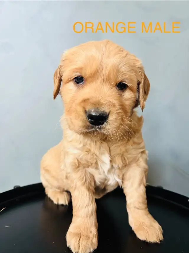 GOLDEN RETRIEVER - Photo 4