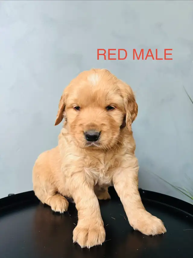 GOLDEN RETRIEVER - Photo 5