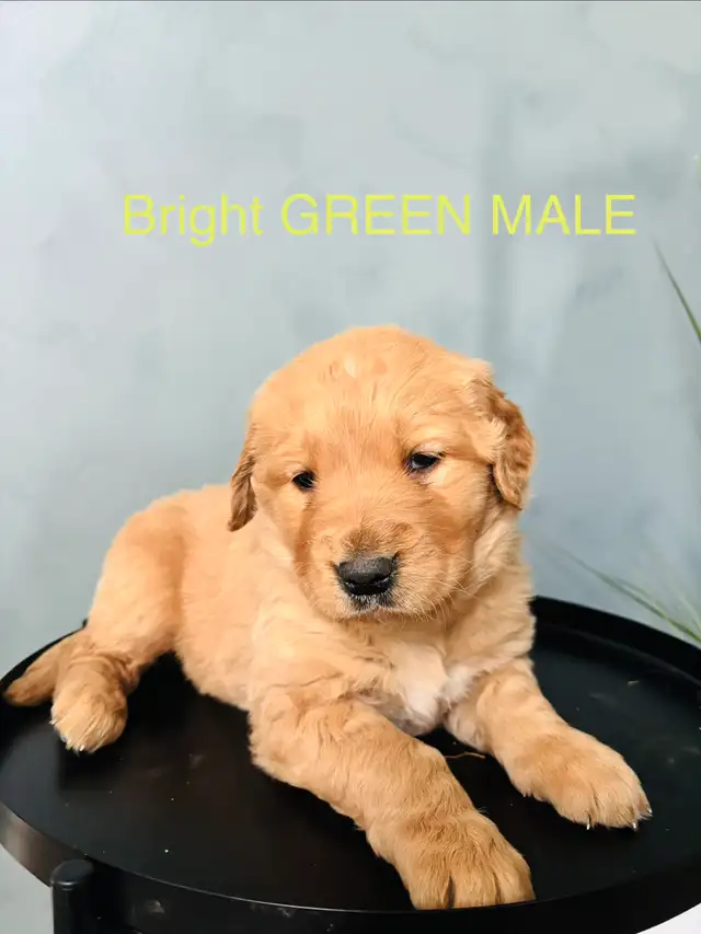 GOLDEN RETRIEVER - Photo 6