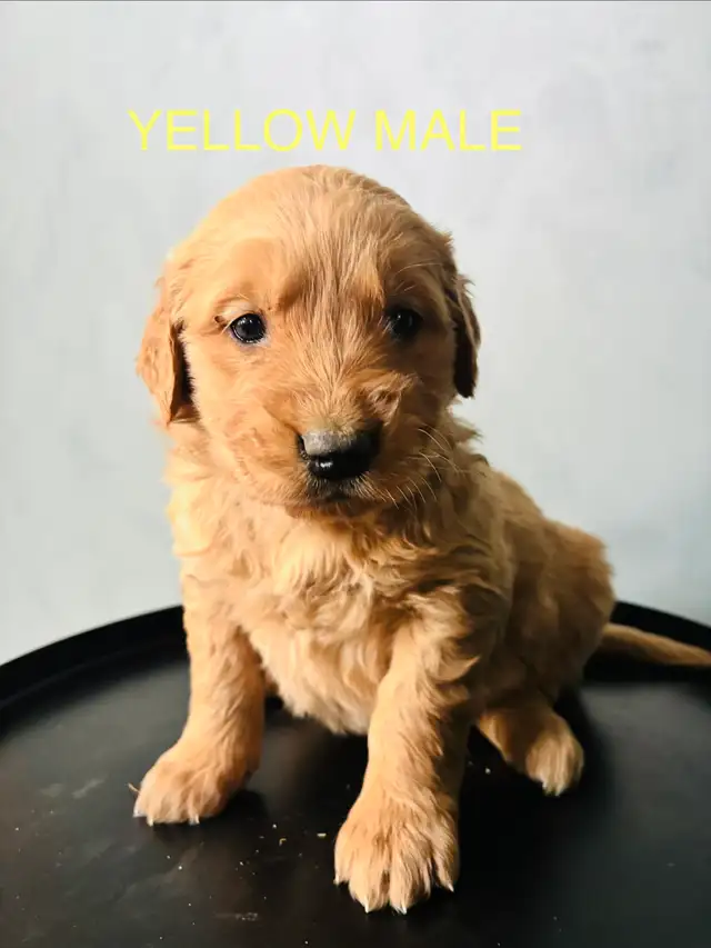 GOLDEN RETRIEVER - Photo 7