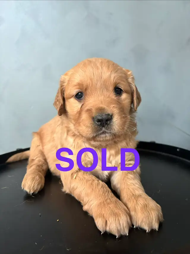 GOLDEN RETRIEVER - Photo 8
