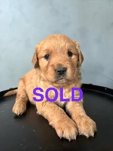 GOLDEN RETRIEVER - Photo 8